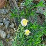 Felicia muricata Συνήθη χαρακτηριστικά