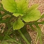 Ludwigia palustris Агульны выгляд