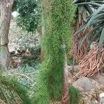 Bowiea volubilis 整株植物