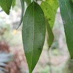Cinnamomum burmanni Blad