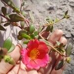 Portulaca grandiflora Flower