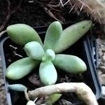 Sedum pachyphyllum List