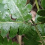 Pteris hamulosa Leaf