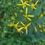 Senecio ovatus Blatt