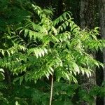 Zanthoxylum clava-herculis Tervik taim