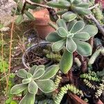 Echeveria pulvinata Blad