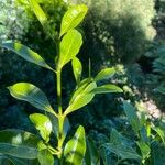 Psydrax odoratus Leaf