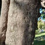 Cocculus laurifolius 樹皮