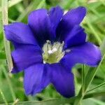 Gentiana pyrenaica Blomma