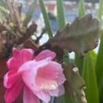 Disocactus phyllanthoides Blüte