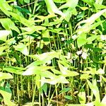 Sagittaria sagittifolia पत्ता