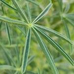 Lupinus angustifolius Likasa