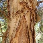 Melaleuca styphelioides Schors