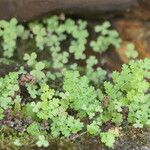 Anemia caffrorum Hoja