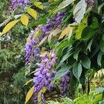 Wisteria sinensis Blodyn