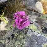 Viscaria alpina Flor