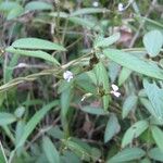 Teramnus uncinatus Hoja