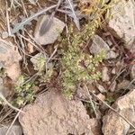 Callipeltis cucullaris Folha