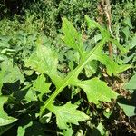 Acanthus hungaricus Hostoa