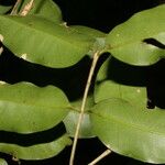 Eugenia siggersii Leaf