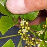 Cordia collococca Flower