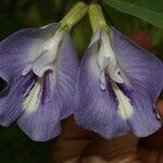 Clitoria guianensis Flor