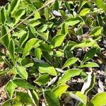 Antennaria neglecta Hostoa