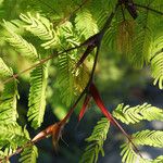 Acacia cornigera Leaf