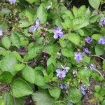 Rotheca myricoides आदत