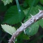 Rubus polonicus Bark