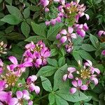 Cleome houtteana Habit