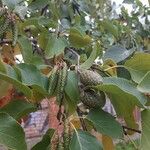 Alnus cordata Flors