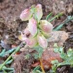 Polygala microphylla 花