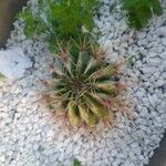 Ferocactus herrerae Foglia
