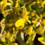 Gutierrezia microcephala Flor