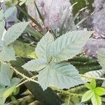Rubus canescens 葉