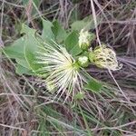 Maerua angolensis Flower