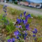 Echium vulgareBlüte