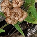 Valeriana vesicaria Ffrwyth