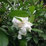 Gardenia jasminoidesFiore