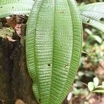 Miconia tschudyoides Blad