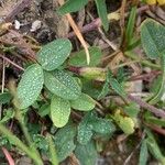 Trifolium badium Yaprak