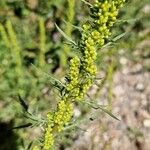 Artemisia biennis Flower