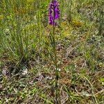 Anacamptis palustris Frunză