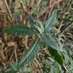 Buddleja globosa Levél