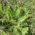 Astragalus exscapus Blatt