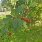 Crataegus persimilis Фрукт