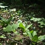 Clintonia borealisഫലം