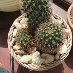 Mammillaria winterae Leaf