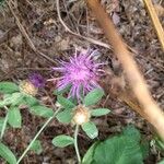 Centaurea jaceaFloare